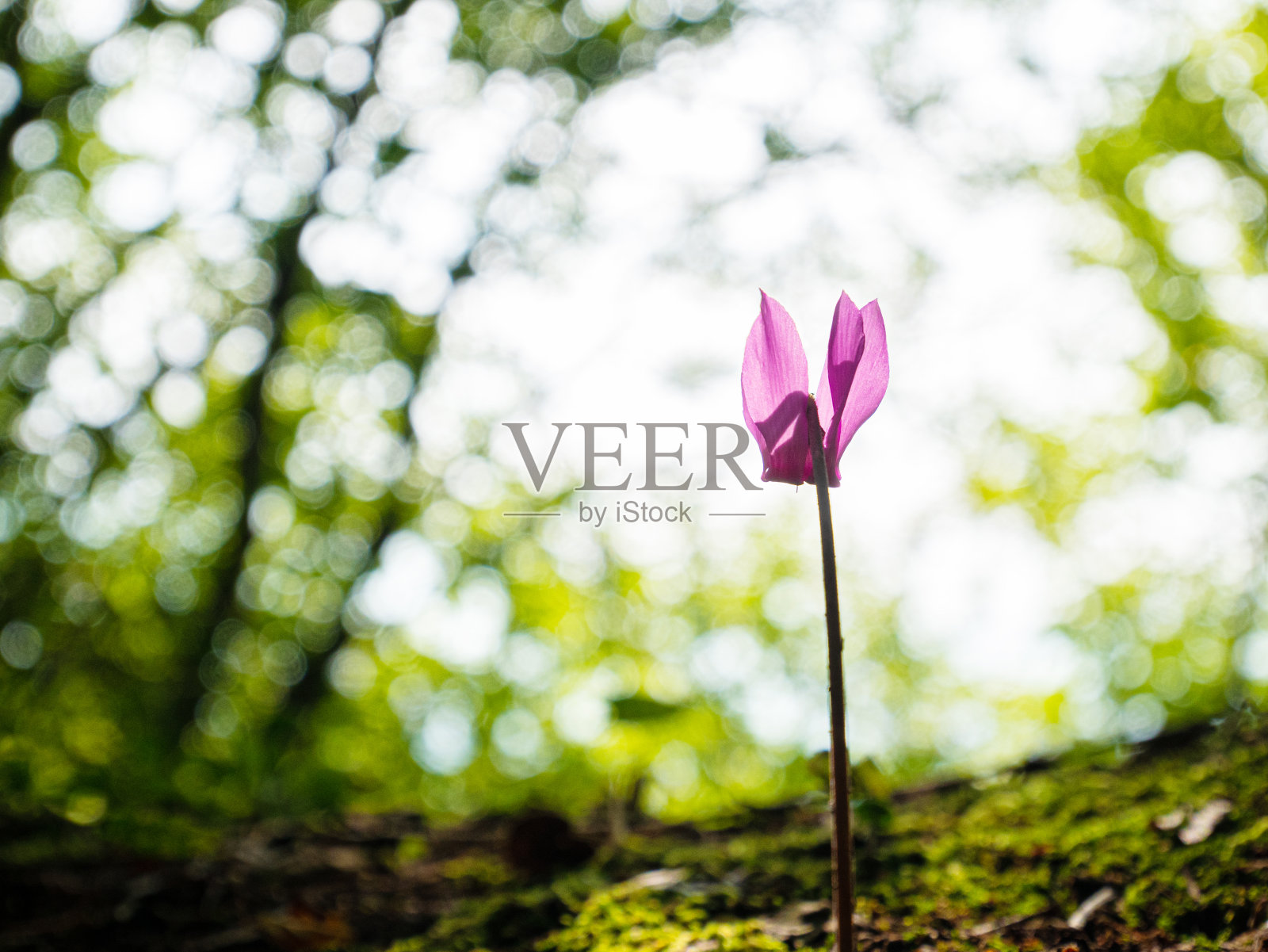 粉红色仙客来，春天从下面的树林里看到的一种樱红色的花照片摄影图片