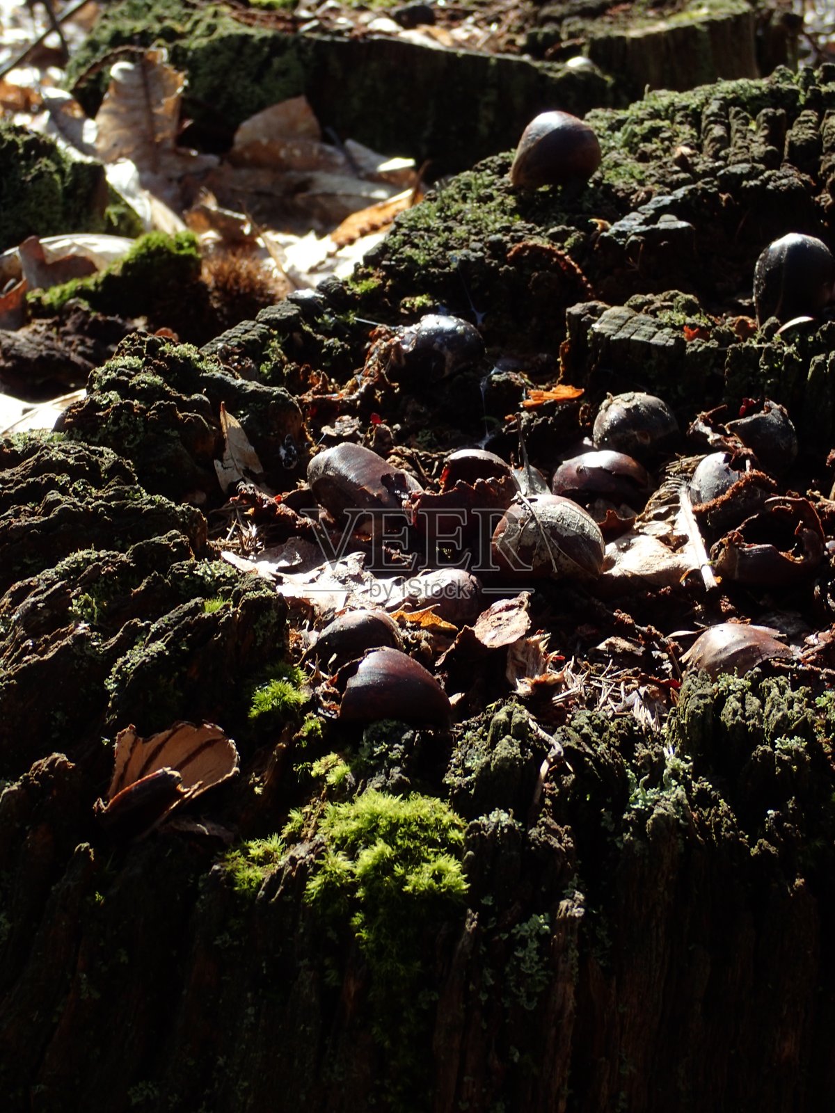 法国默东森林的春天照片摄影图片