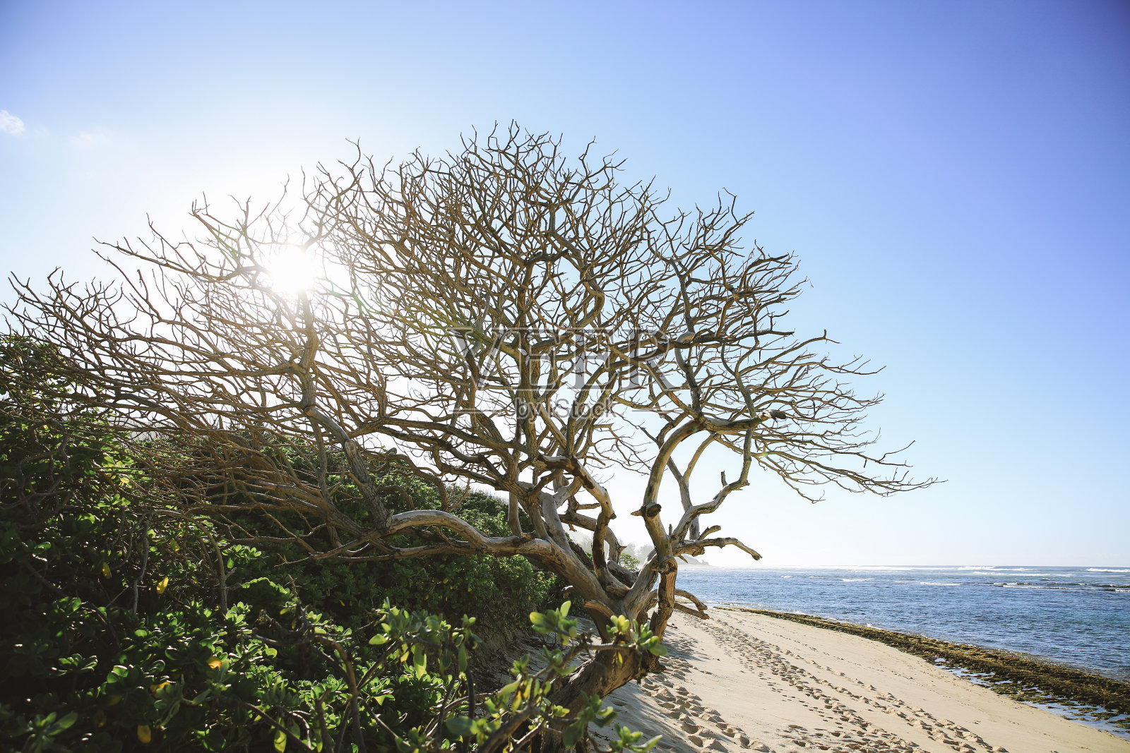 夏威夷瓦胡岛海滩上的枯树，植物自然景观照片摄影图片