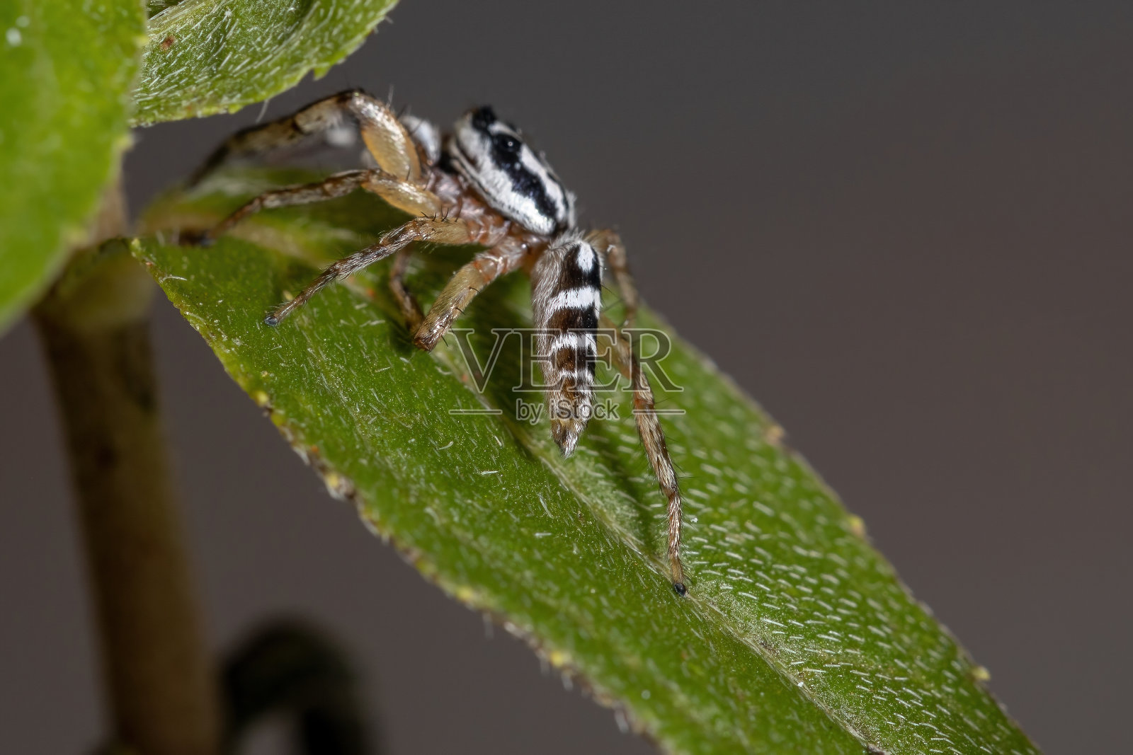 跳蛛照片摄影图片