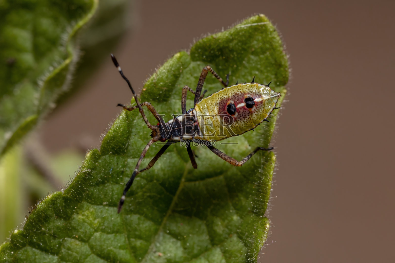 Leaf-footed虫蛹照片摄影图片