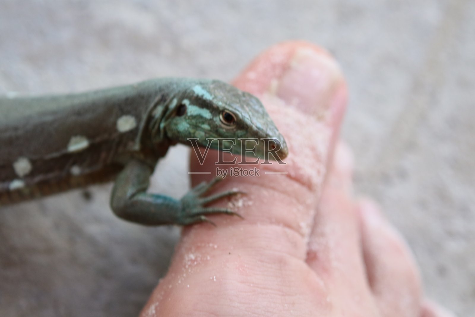 小蜥蜴照片摄影图片