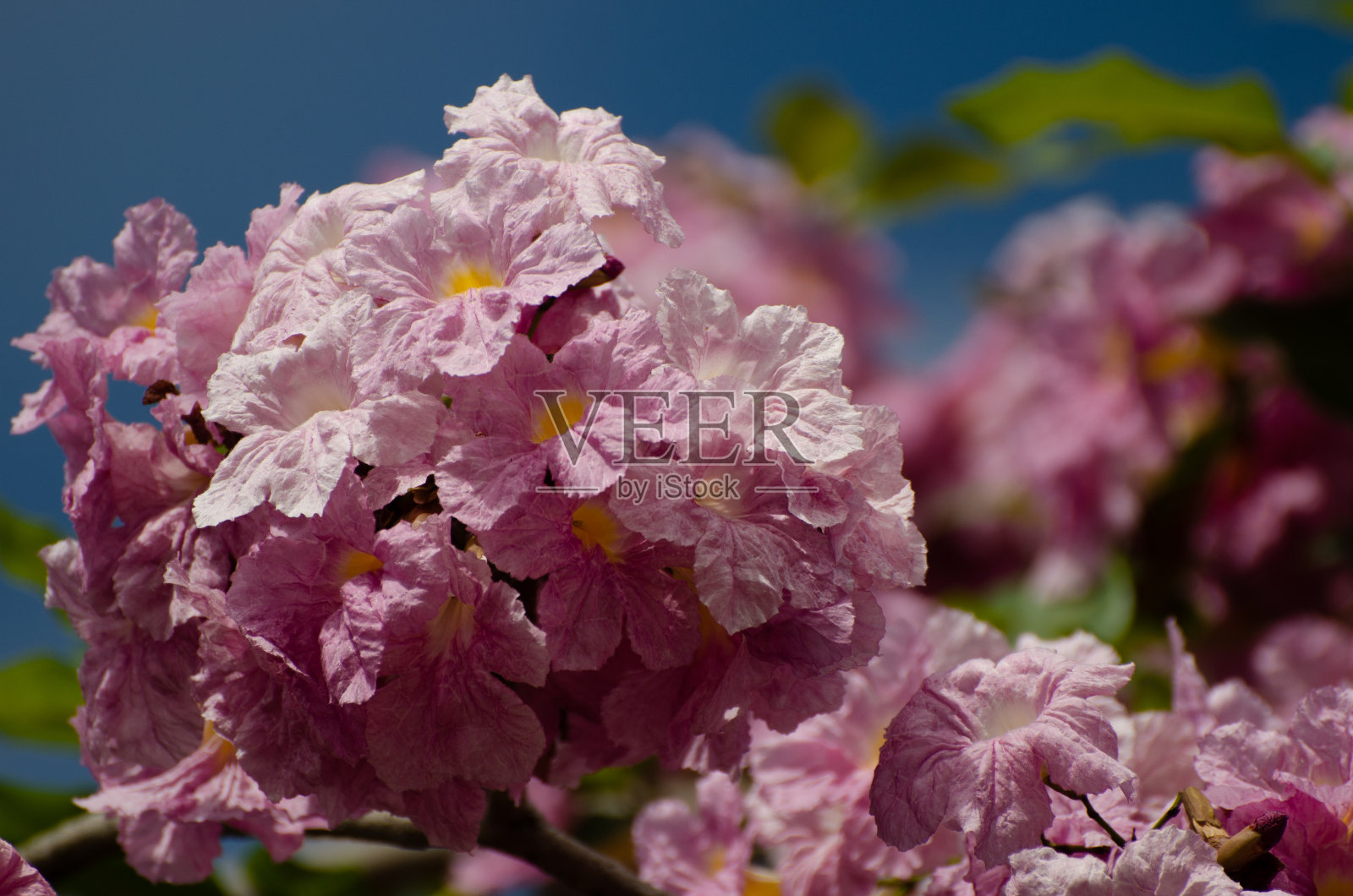 吉隆坡的塔科马树开花(马来西亚樱花)照片摄影图片