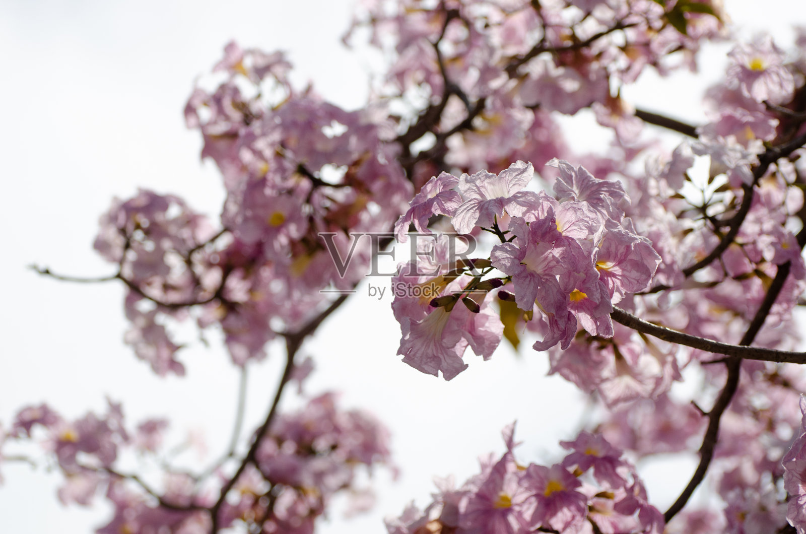 吉隆坡的塔科马树开花(马来西亚樱花)照片摄影图片