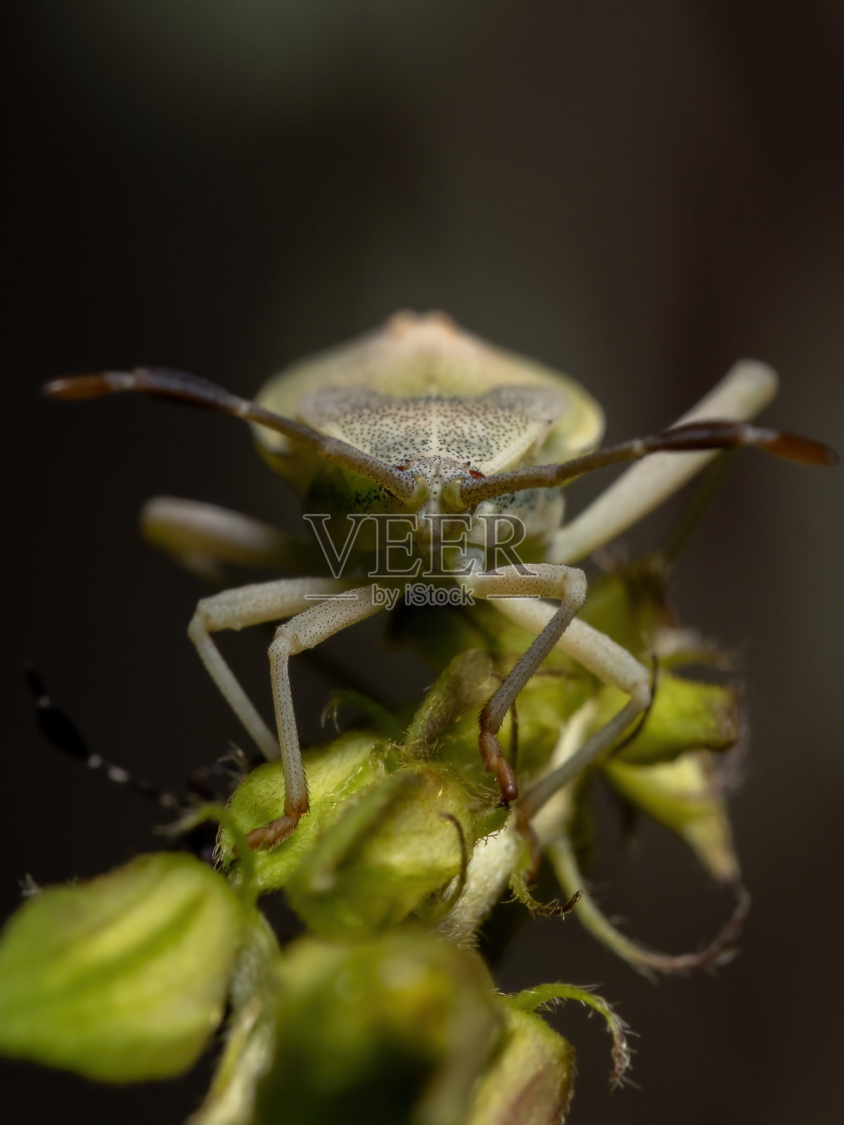 Leaf-footed虫蛹照片摄影图片