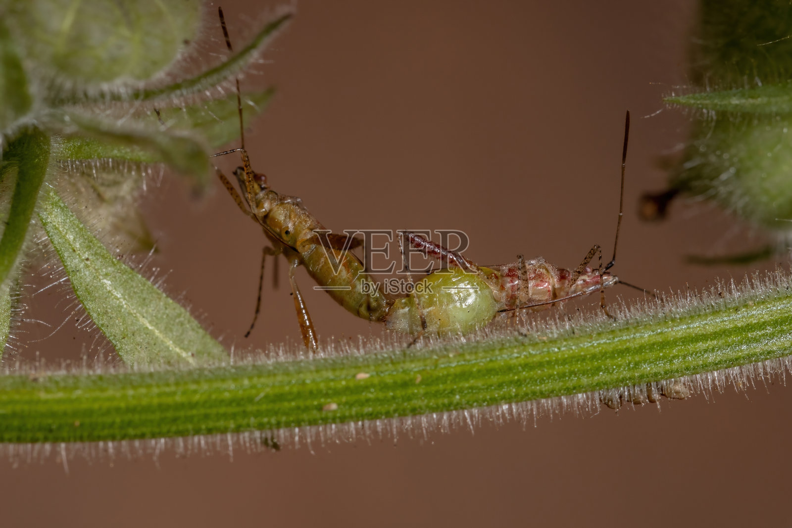 无气味的植物病毒照片摄影图片