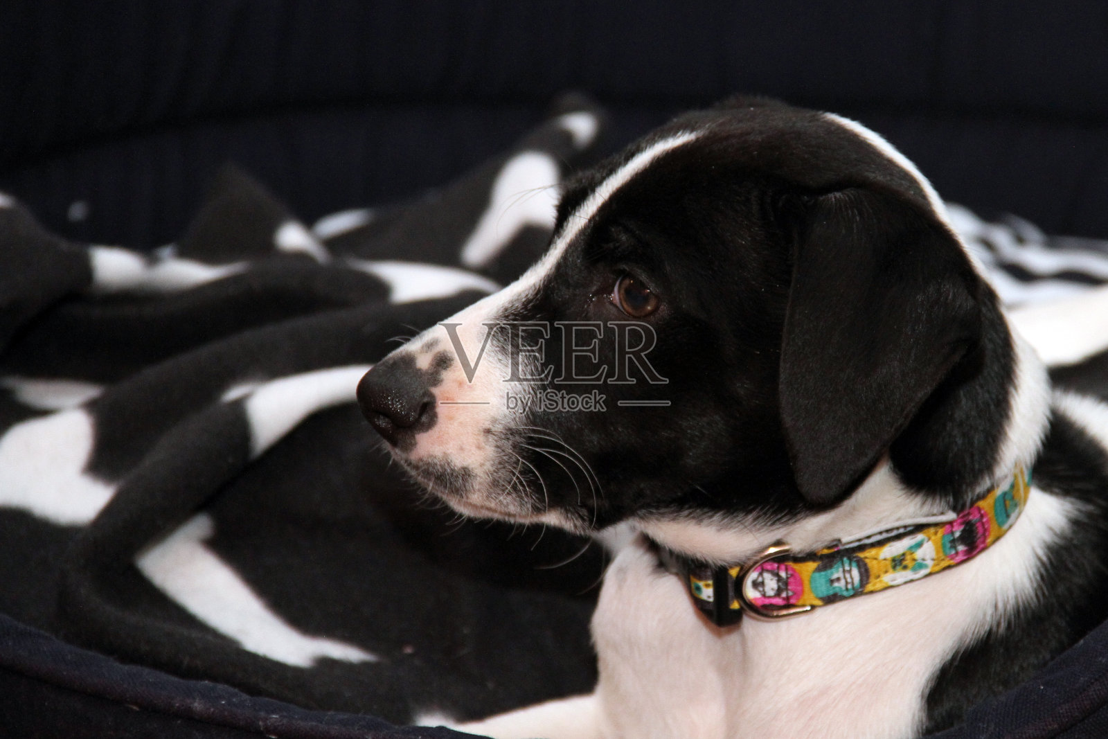 狗照片摄影图片