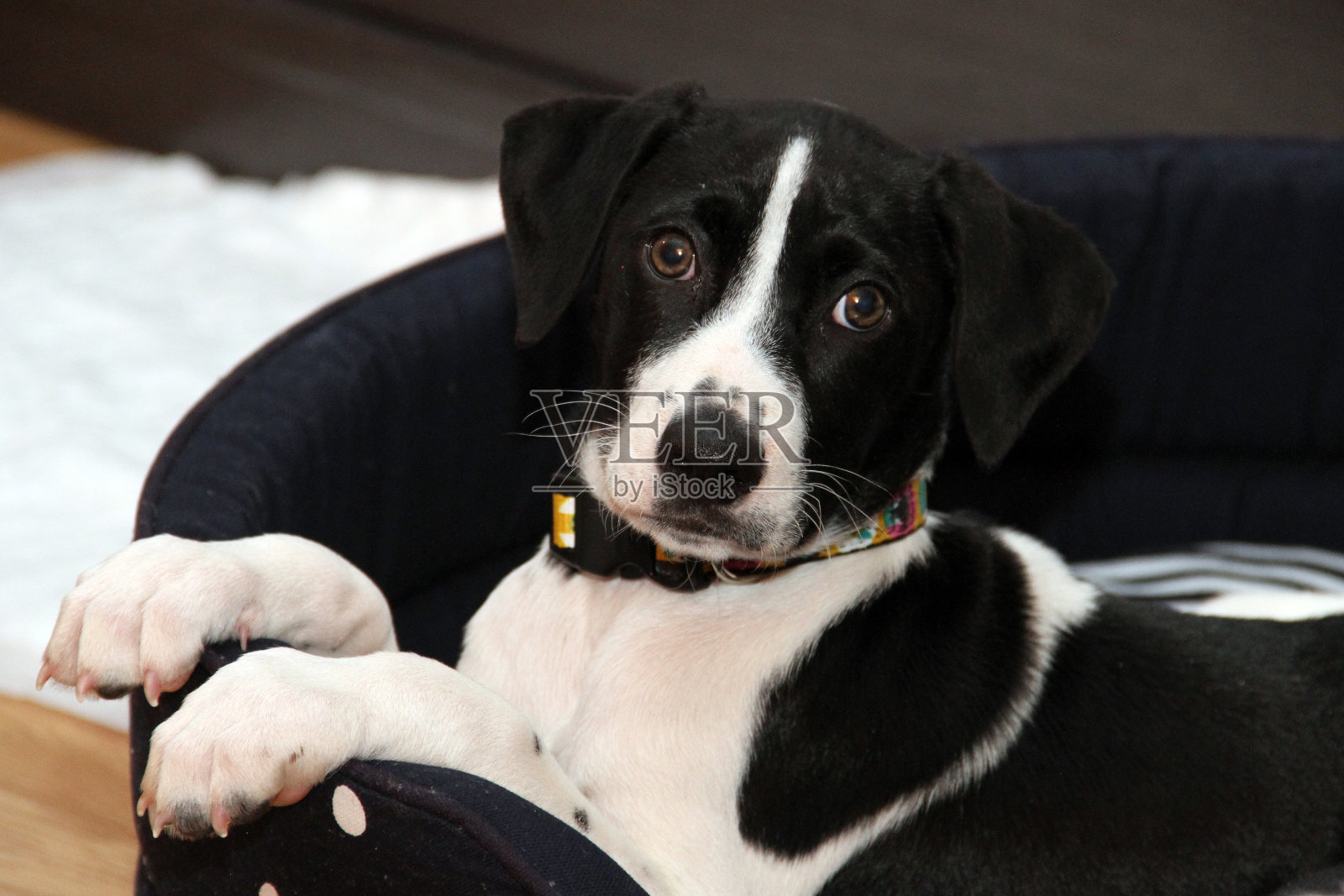 狗照片摄影图片