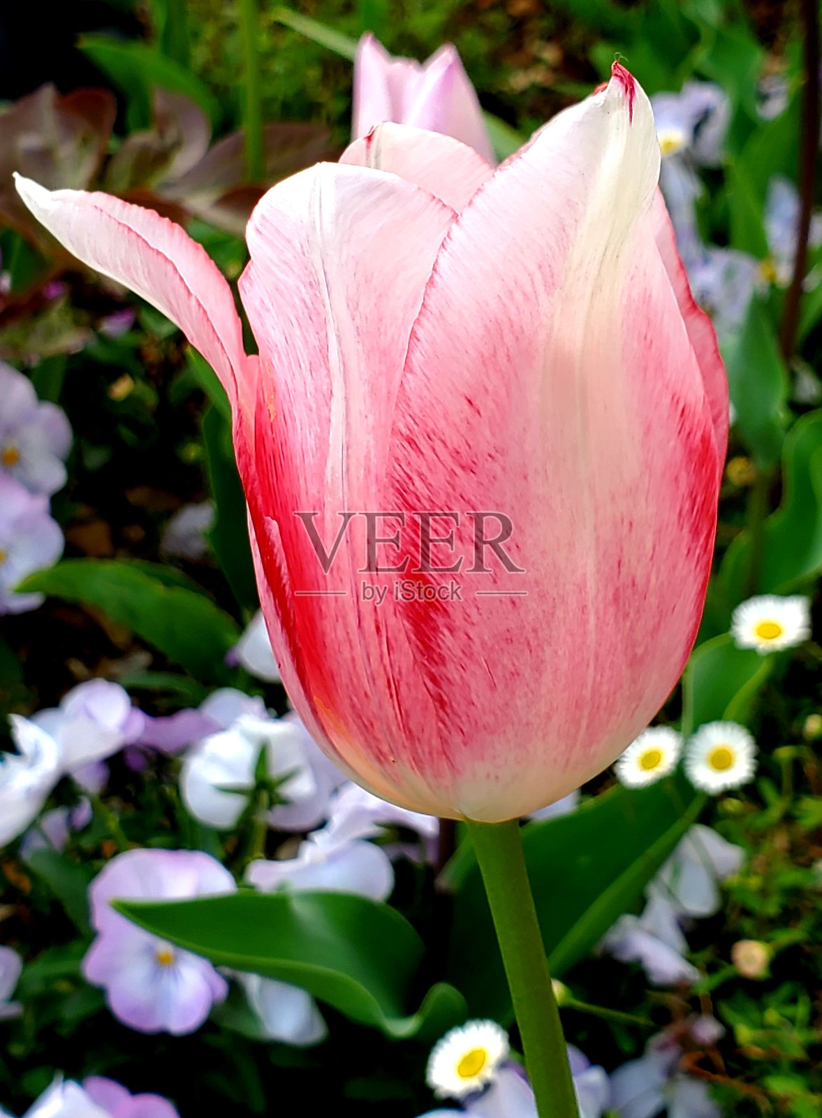 淡蓝色的眼睛照片摄影图片