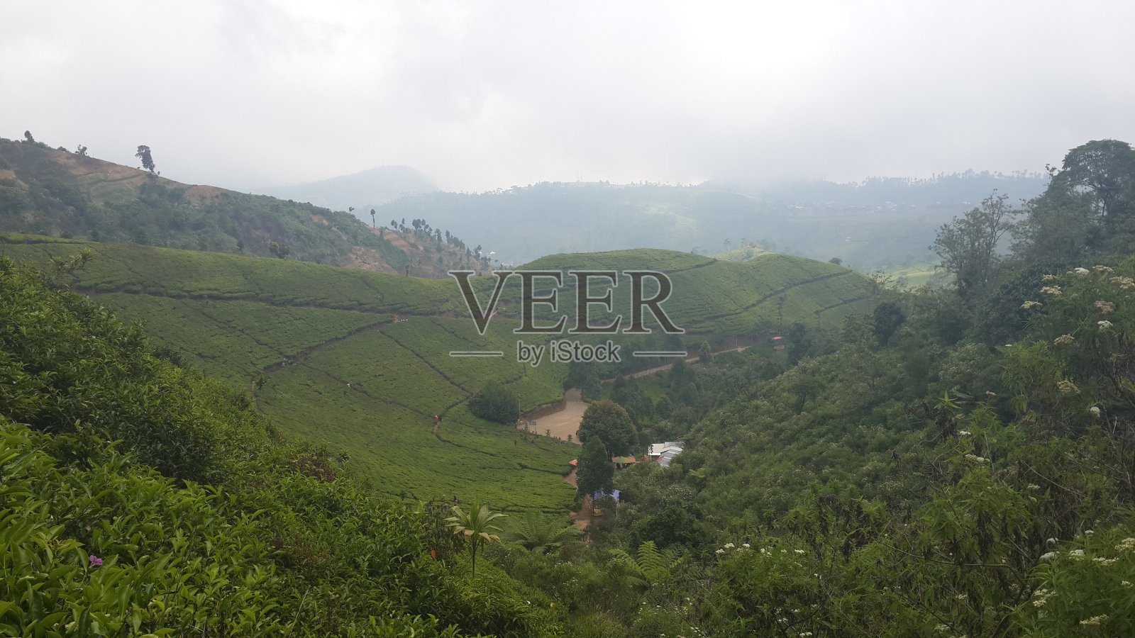 绿茶花园照片摄影图片