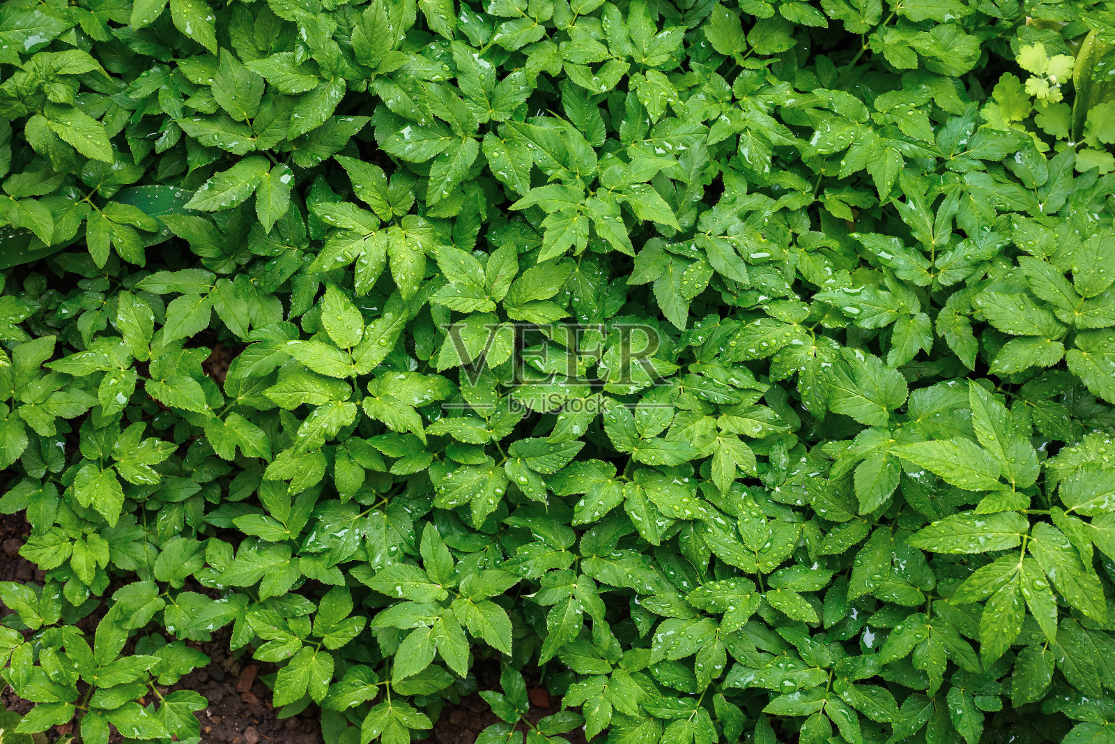 绿叶上的露珠照片摄影图片