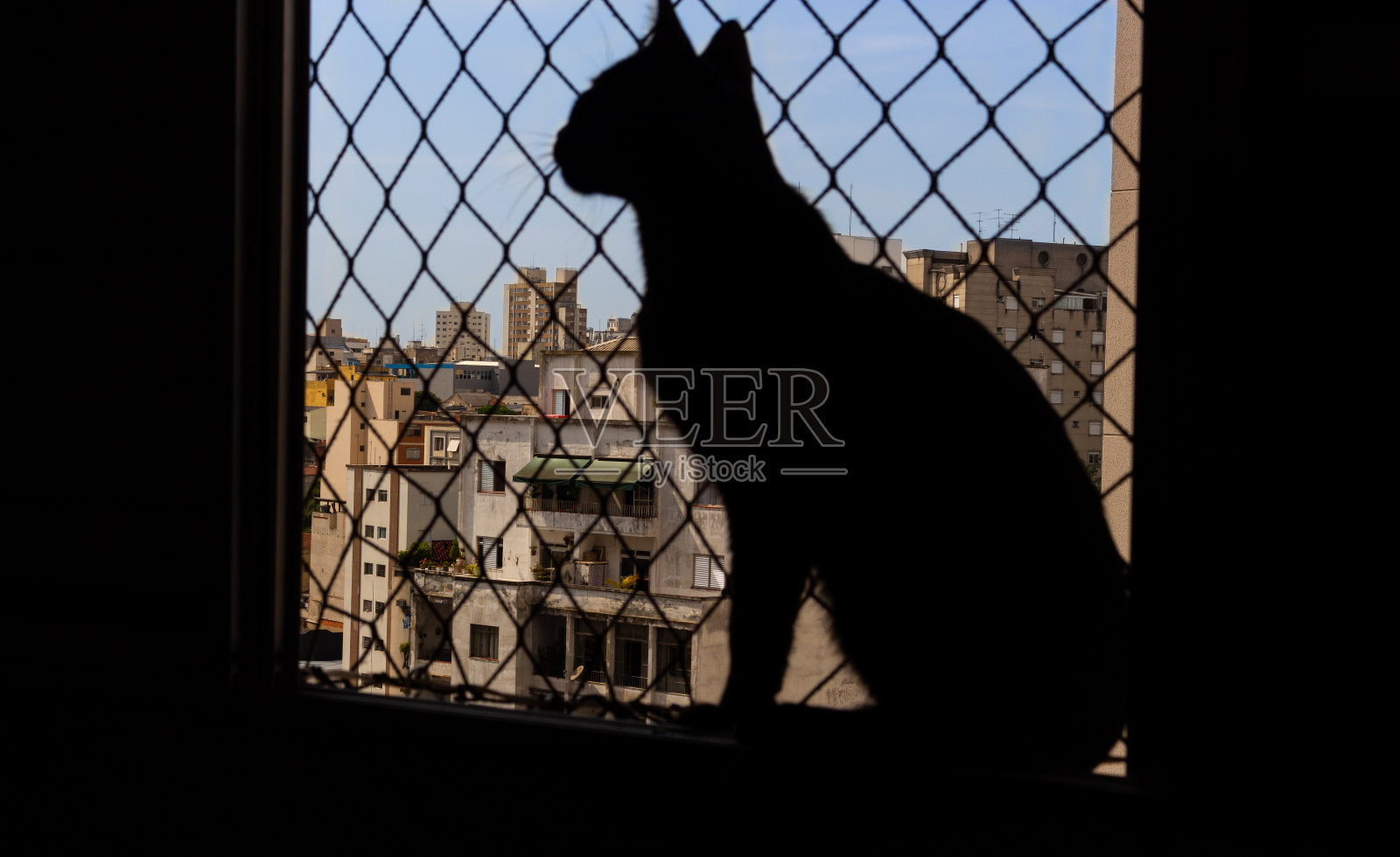 黑猫坐在窗户上照片摄影图片