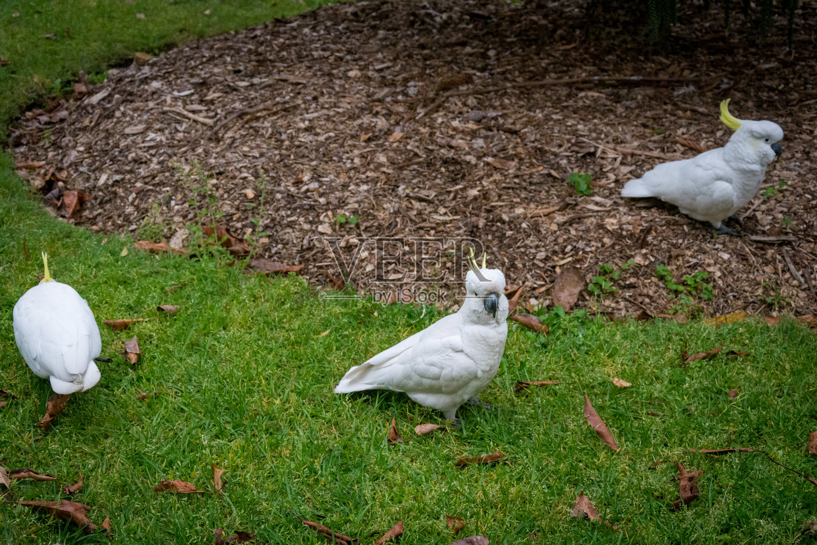 凤头鹦鹉照片摄影图片