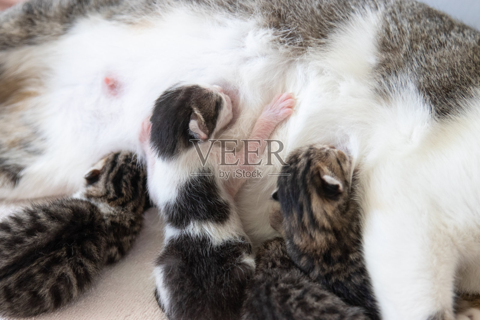 小猫在妈妈身上哺乳和打盹照片摄影图片