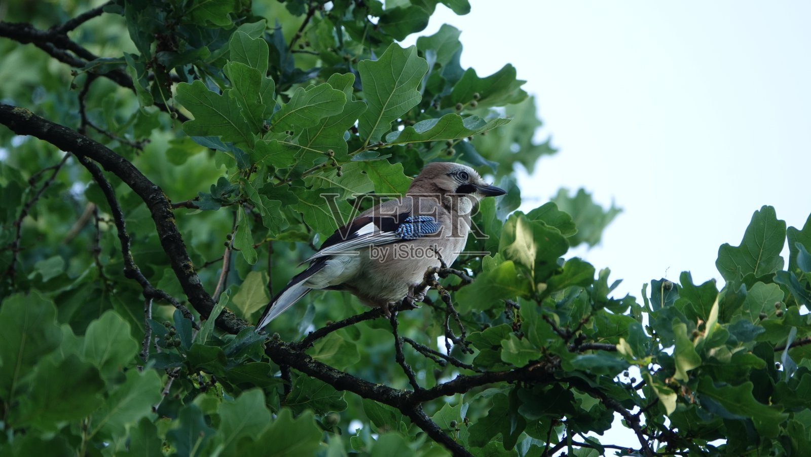 鸟类照片摄影图片