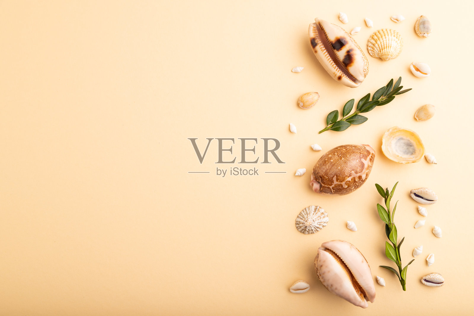 贝壳、绿黄杨木枝组成。模型上的橙色背景。空白，俯视图，静物，平铺，复制空间。旅行的概念。照片摄影图片