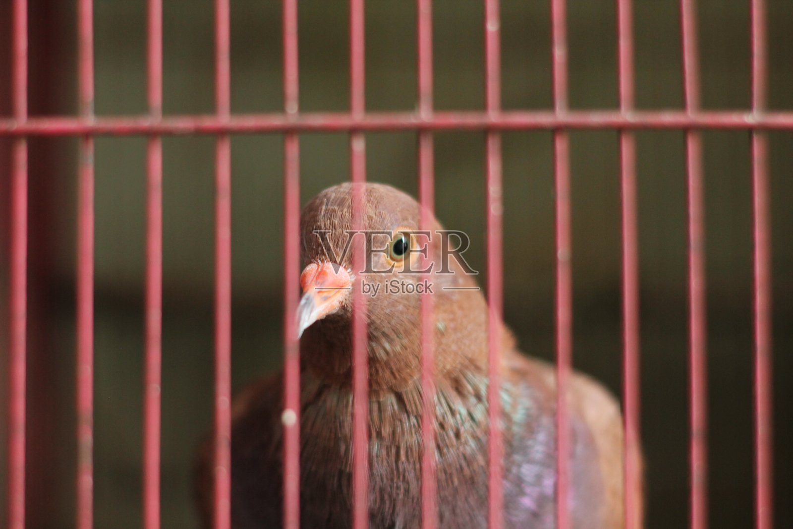 一只鸟照片摄影图片