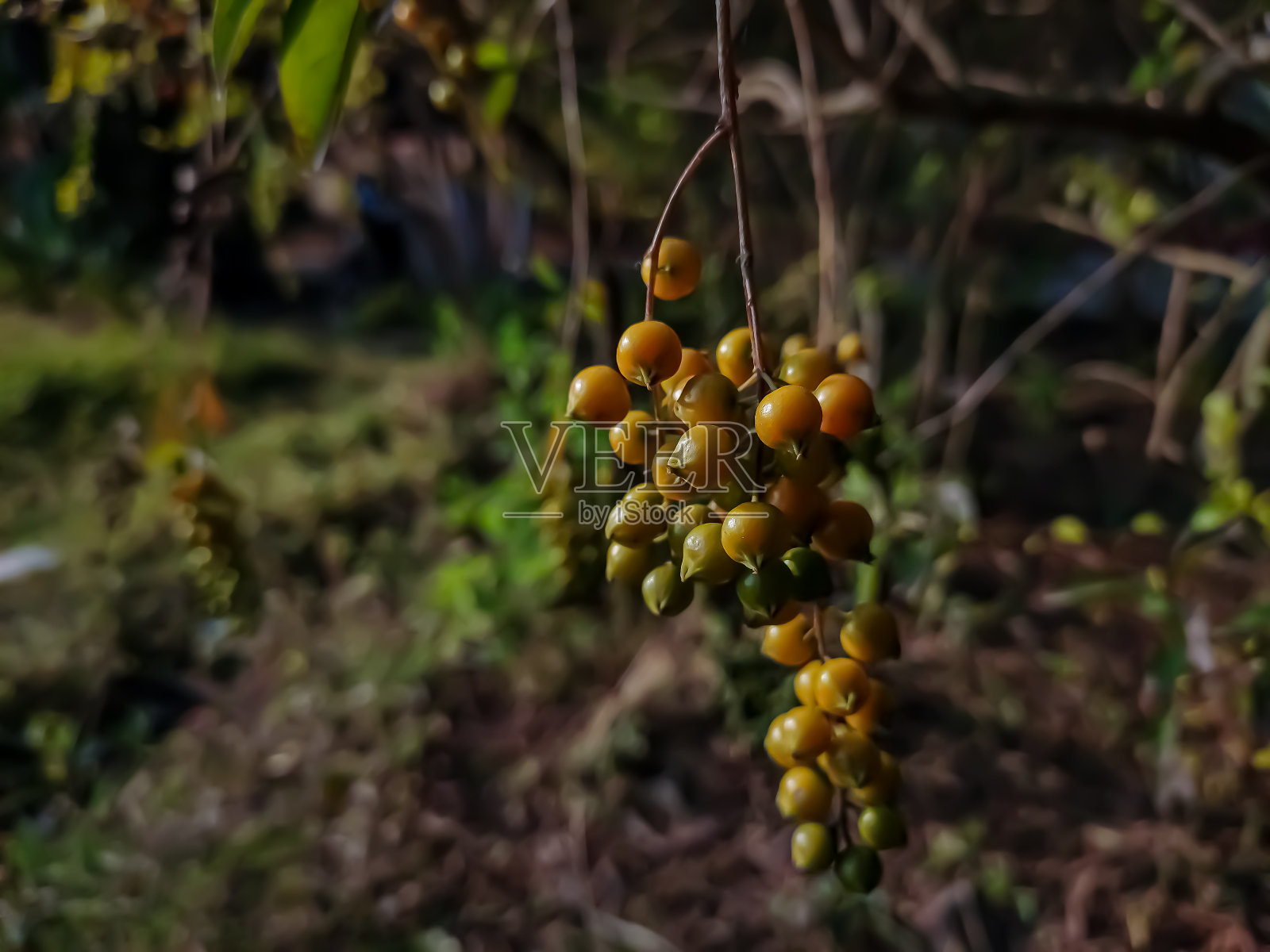直立Duranta erecta是马鞭草科马鞭草科的一种开花灌木。这张照片有一个伟大的背景模糊和惊人的选择性聚焦。照片摄影图片