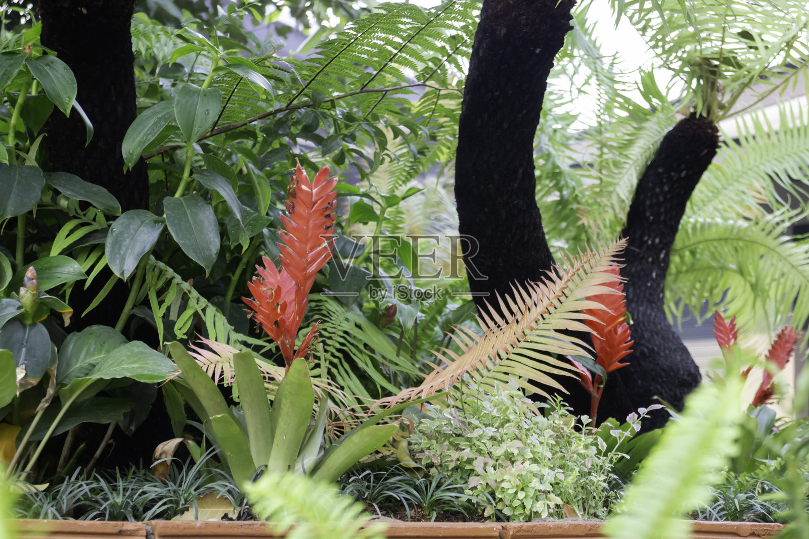 品种热带雨林观叶植物照片摄影图片