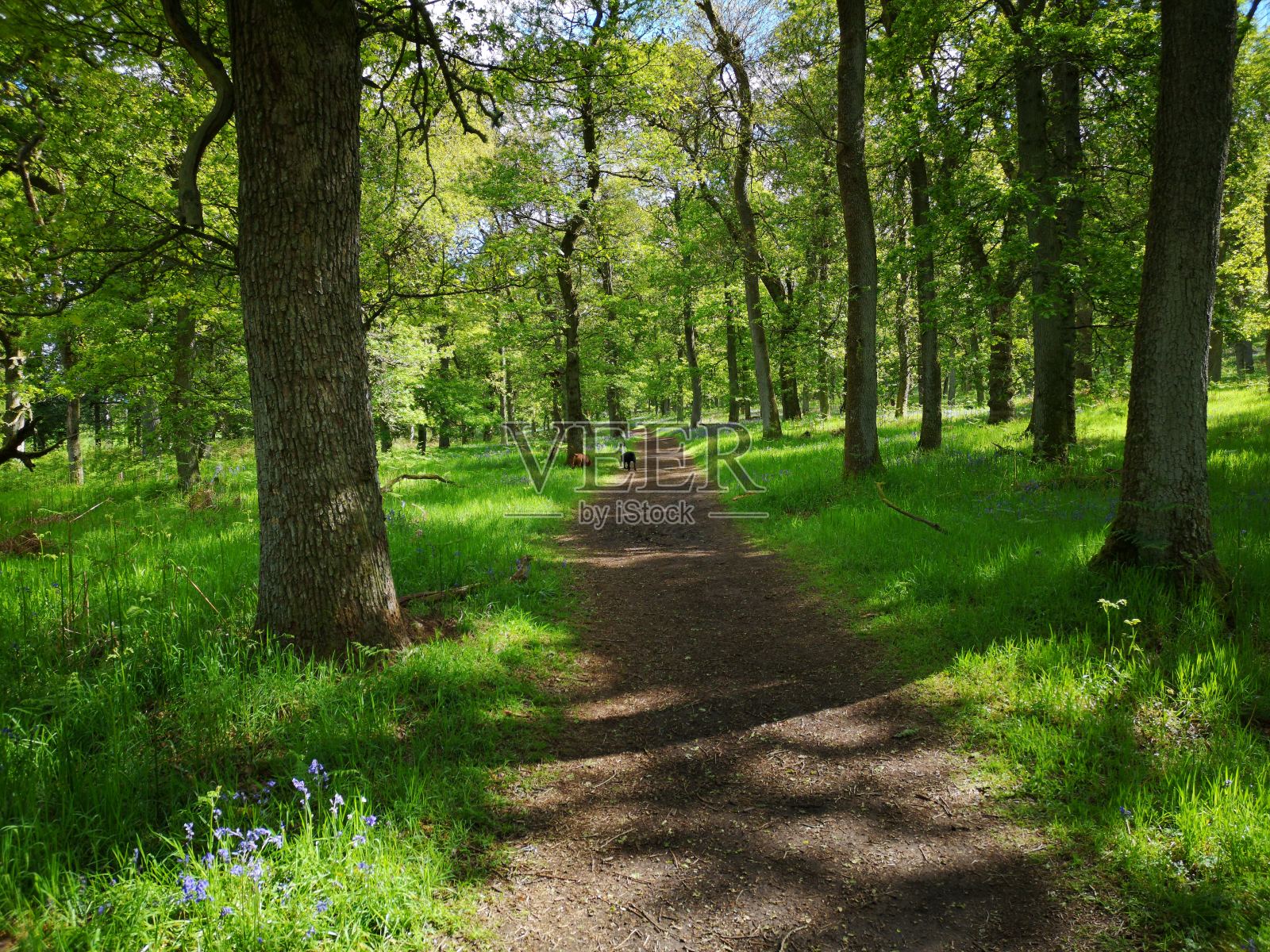 林地路径照片摄影图片