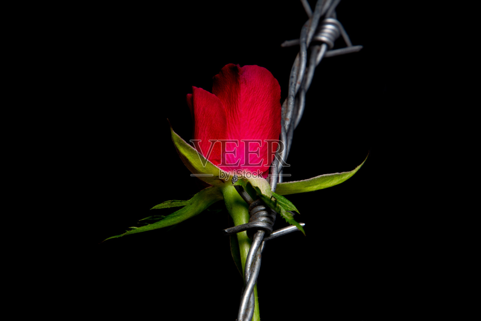 红玫瑰和铁丝网孤立在黑色的背景上，爱情和痛苦的概念照片摄影图片