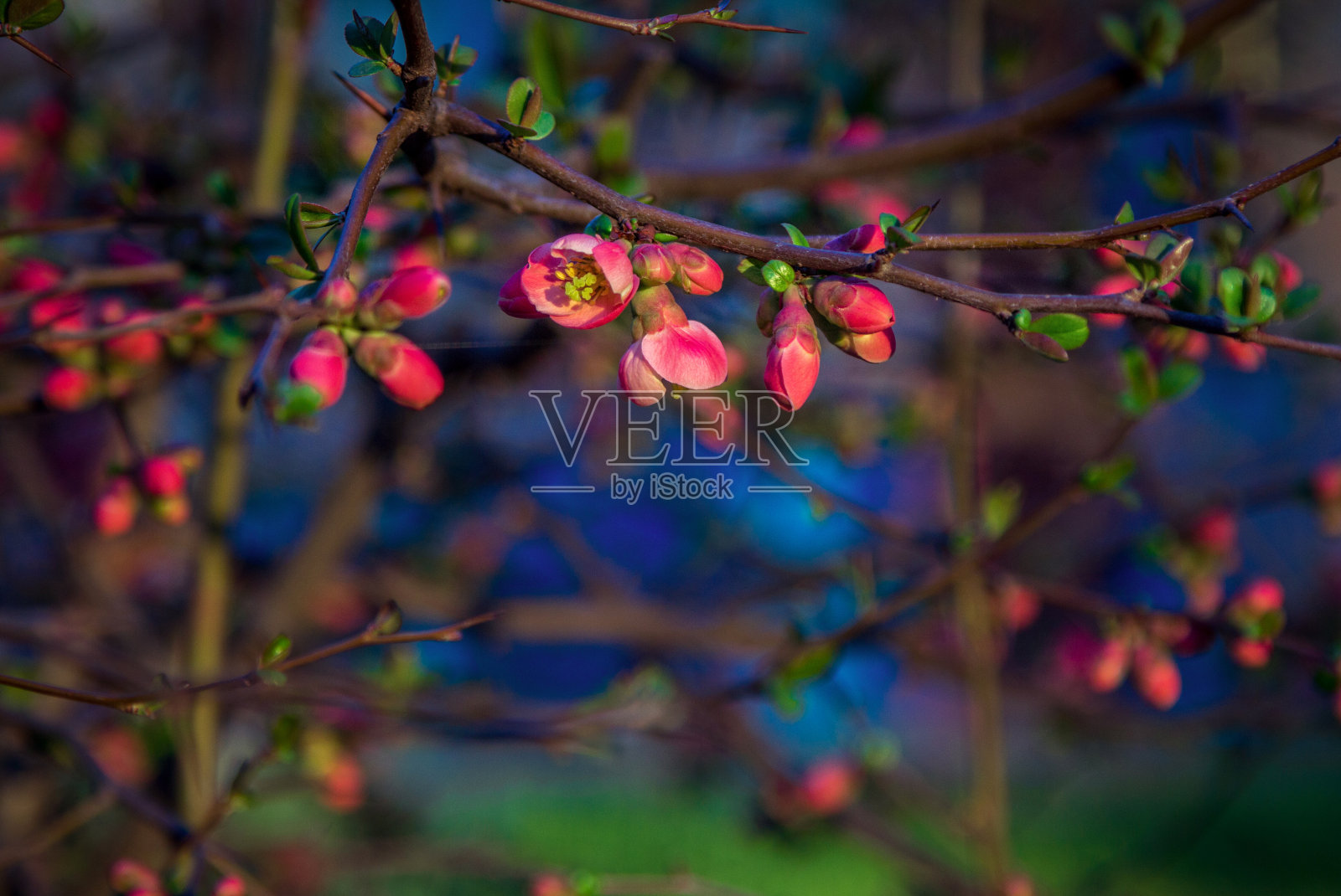 美丽的春天背景-树枝上的蓓蕾和红色的花朵照片摄影图片