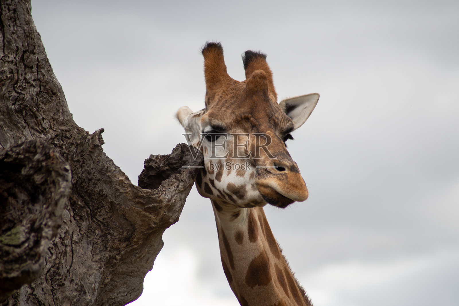 长颈鹿的头镜头照片摄影图片