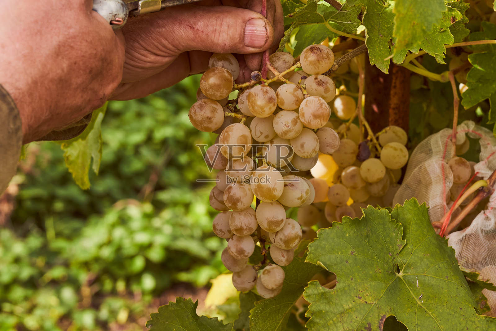 一个人的手砍下了一串绿葡萄照片摄影图片