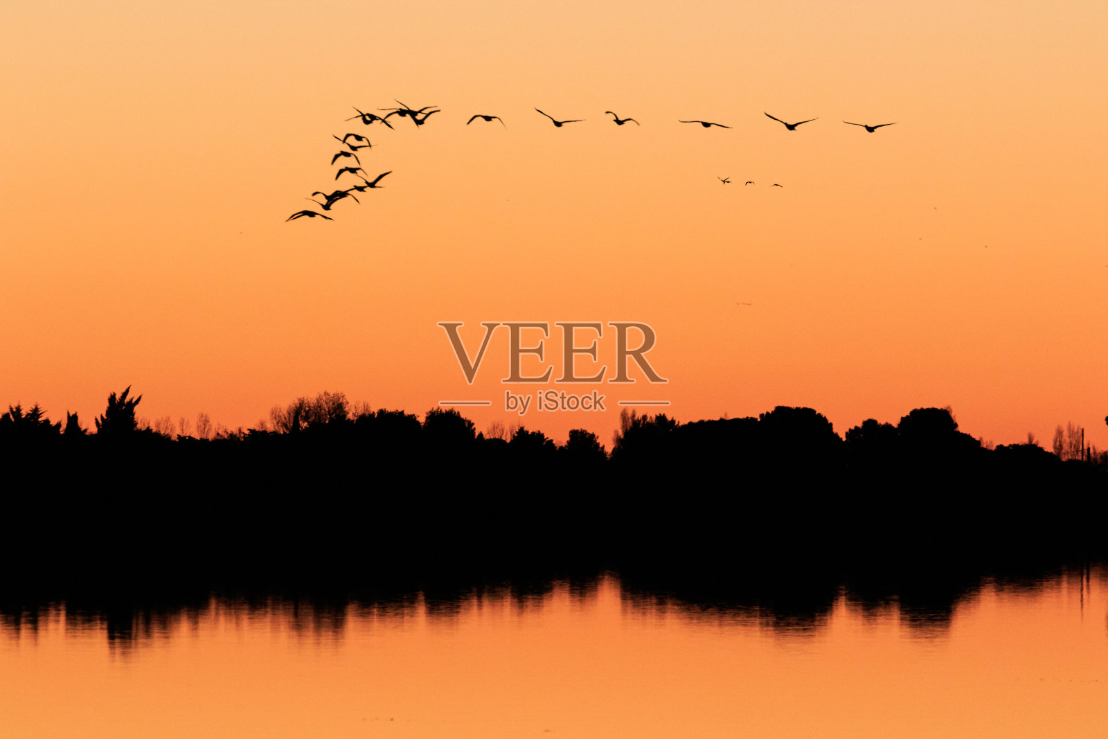 火烈鸟在日落时分照片摄影图片