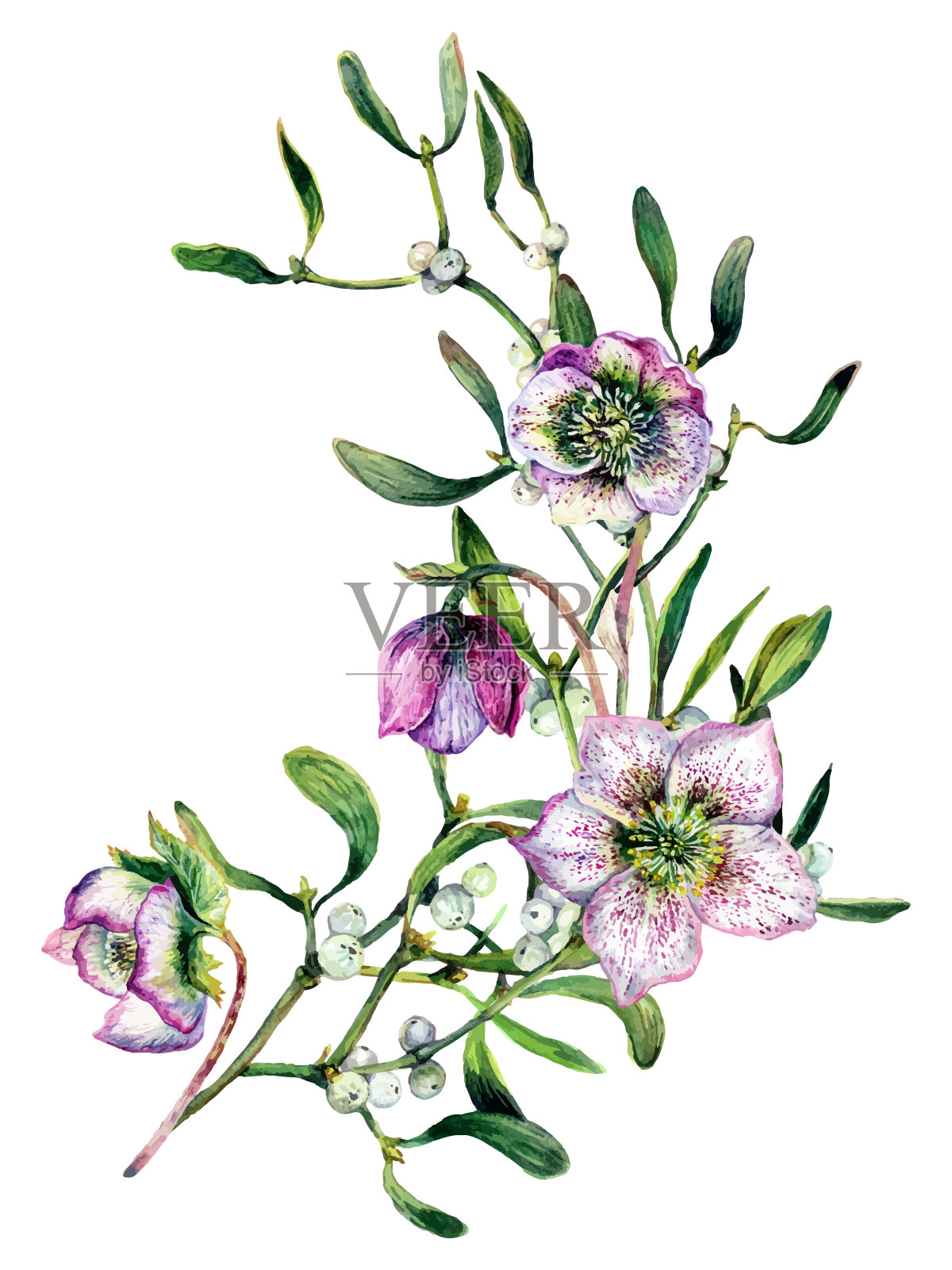 水彩插图的槲寄生树枝孤立在白色。插画图片素材