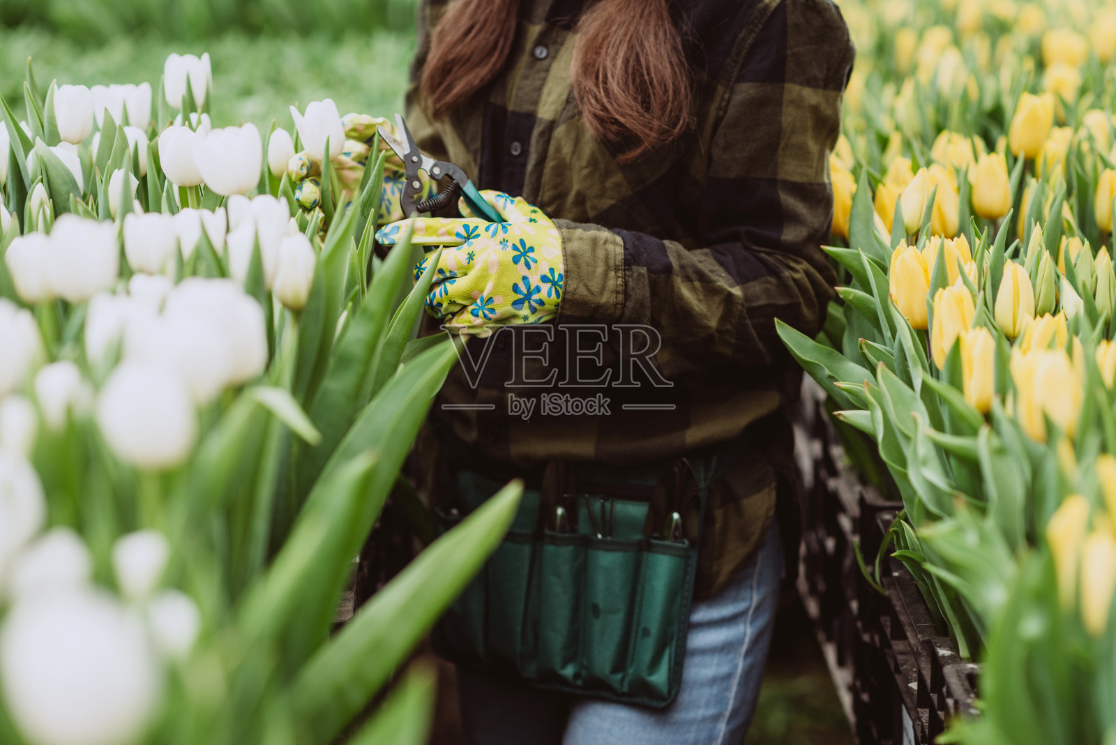 一个女人在照料花园里的郁金香花。春季和夏季。快乐的女人园丁与鲜花。温室里的花朵。真正的专业人士。软选择聚焦。照片摄影图片