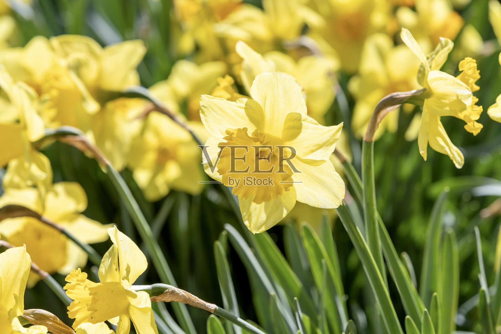 春天的水仙花照片摄影图片