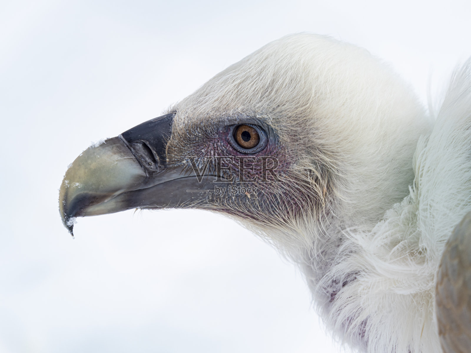 白尾鹰在模糊的背景-吉普黄。特写照片照片摄影图片