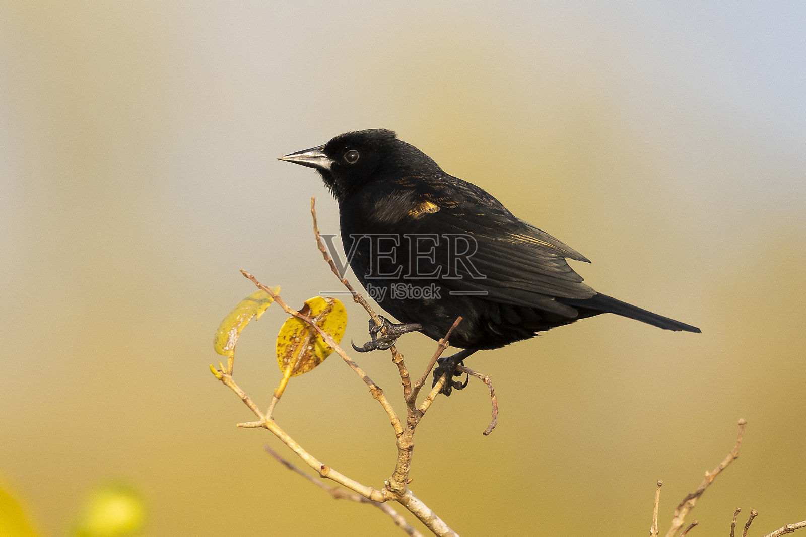 红翼黑鸟照片摄影图片