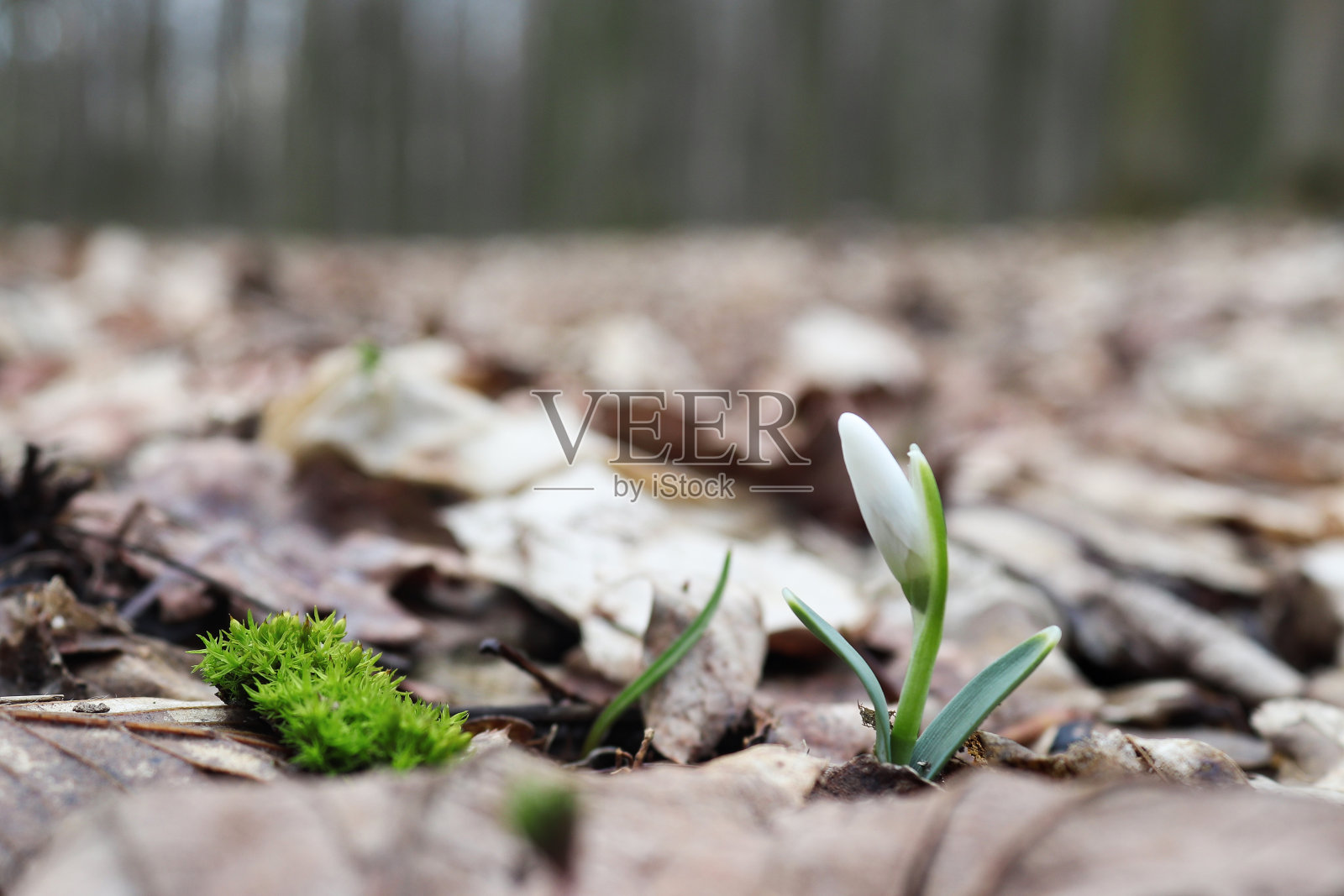 春天的第一朵花——森林里的一朵雪花莲。自然的觉醒。春天。有选择性的重点照片摄影图片