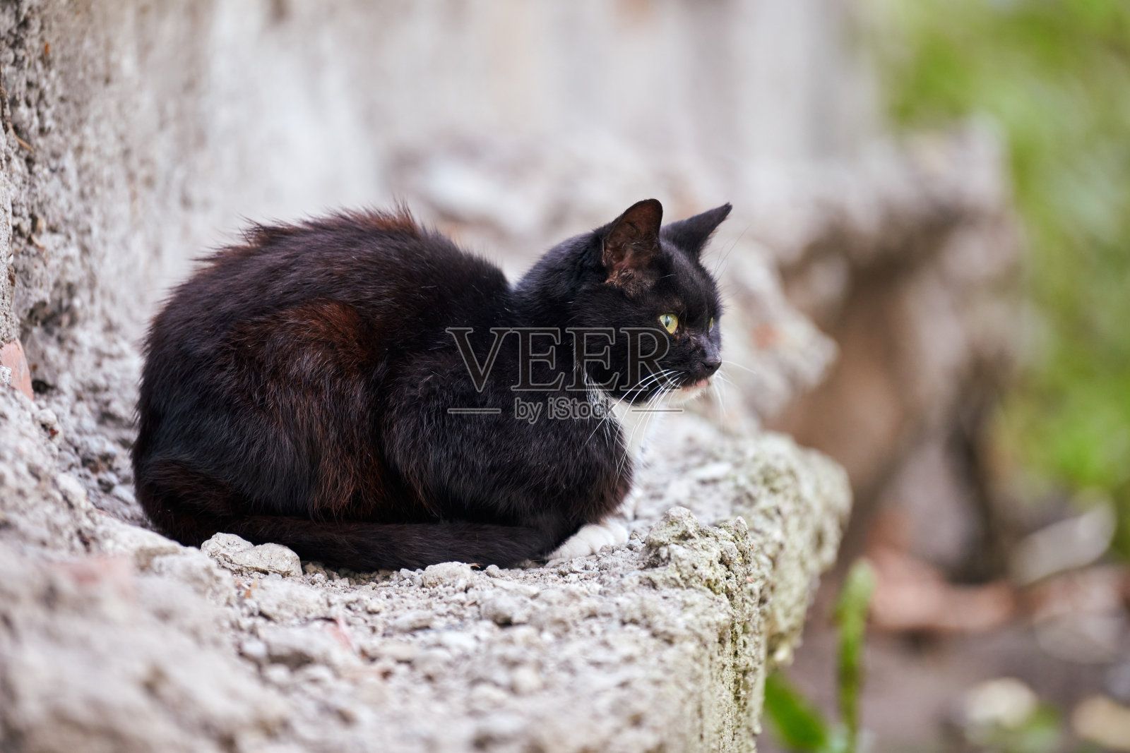 流浪的黑猫在街上的石头上照片摄影图片