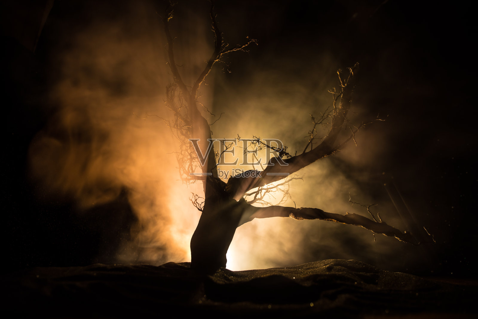 阴森的黑暗景观，显示树木的剪影在雾蒙蒙的夜晚沼泽。夜晚神秘的景观在寒冷的色调-剪影的光秃秃的树枝对着满月照片摄影图片