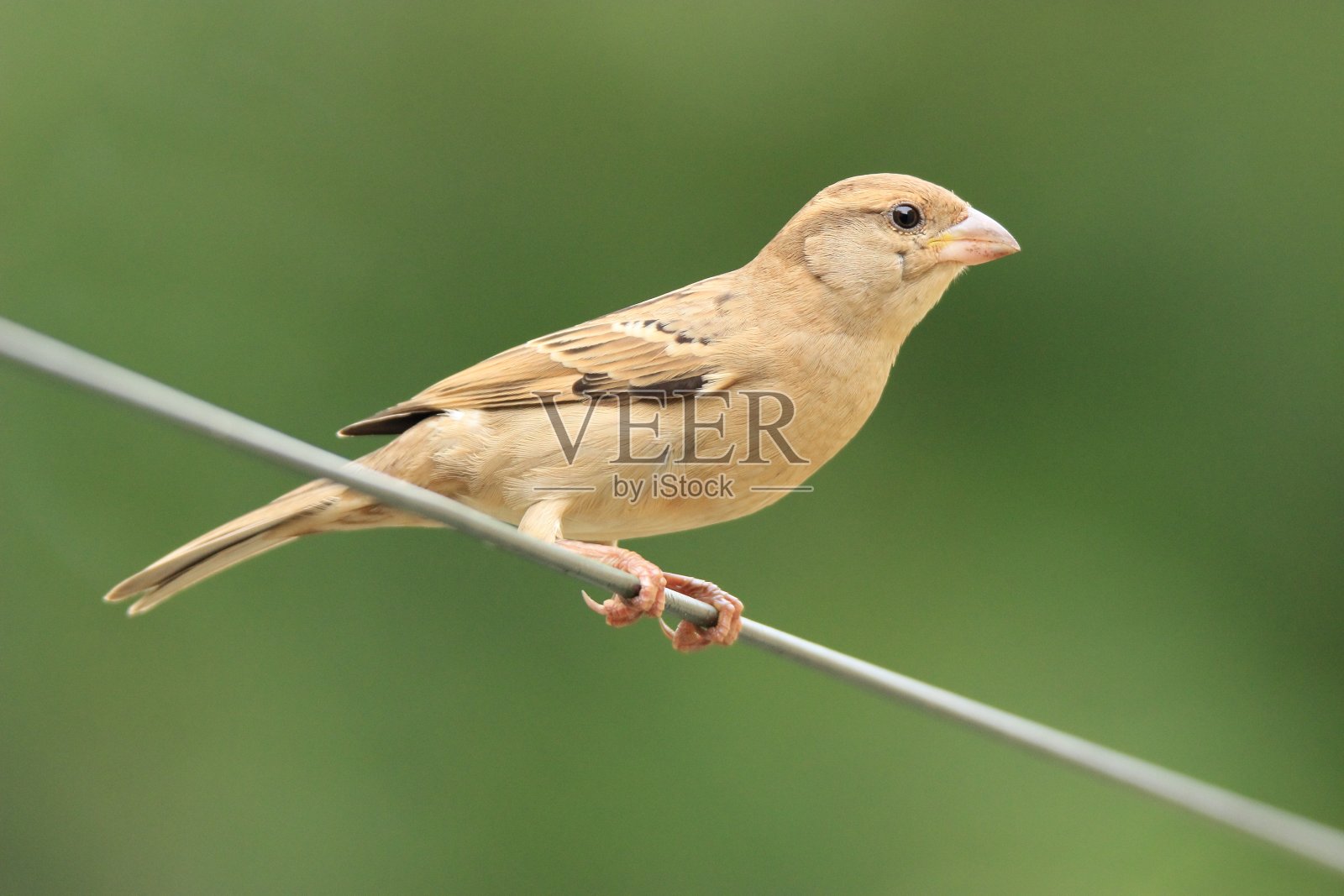 麻雀照片摄影图片