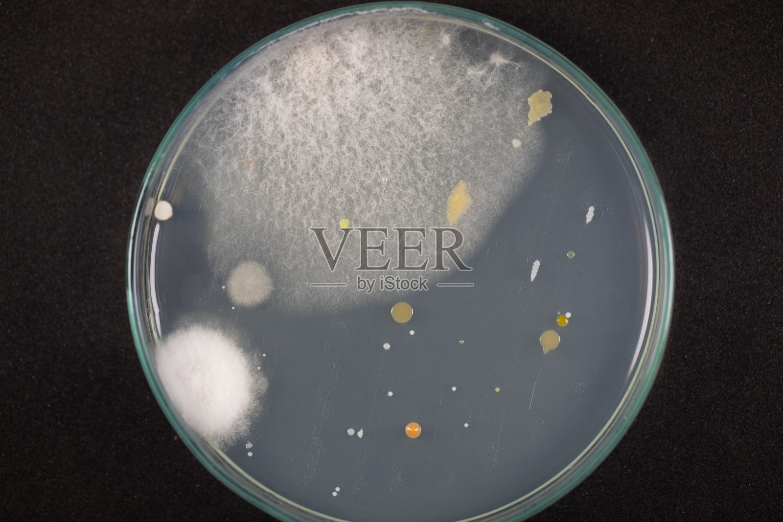 霉菌美丽菌落特性的培养培养基板从实验室微生物照片摄影图片