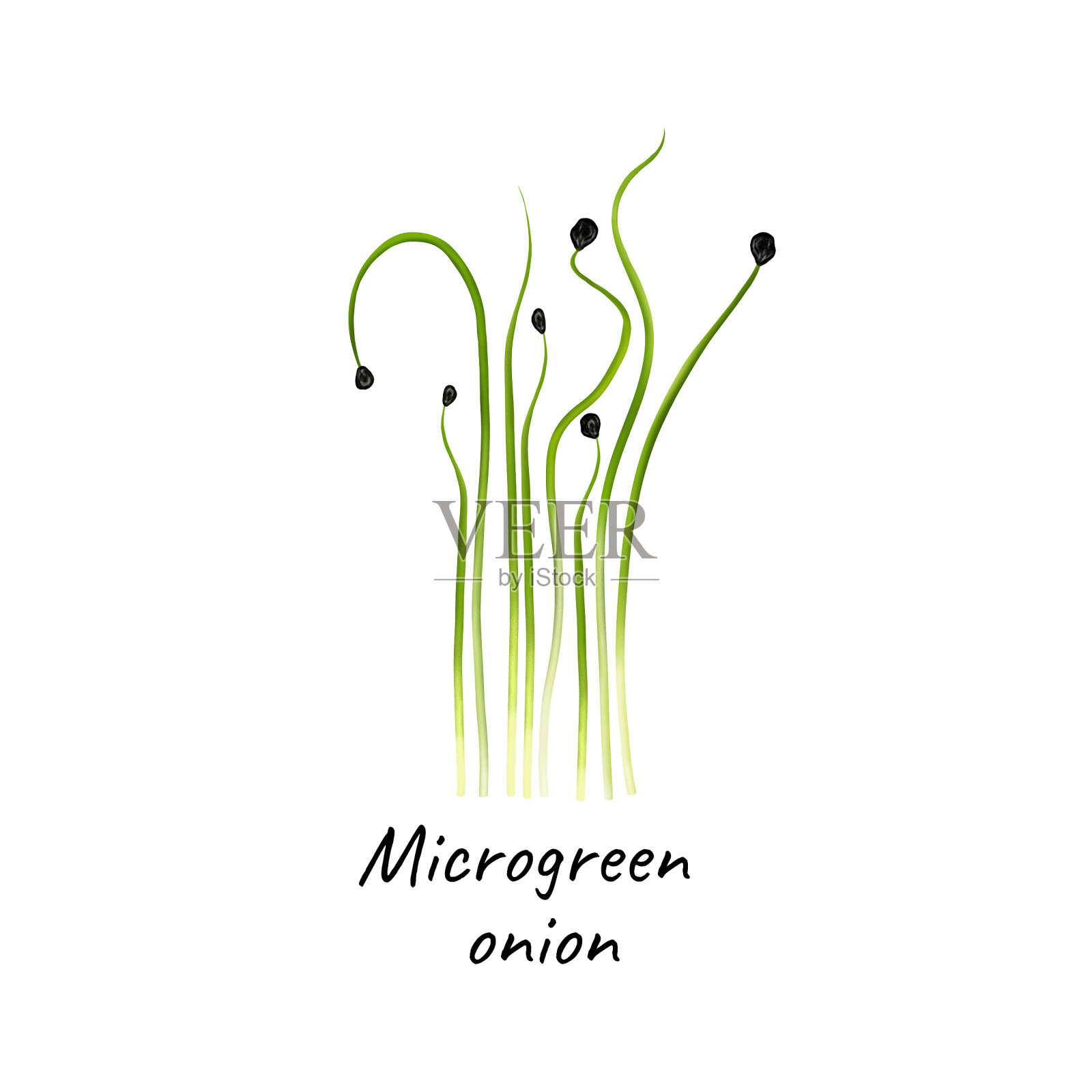 年轻microgreen洋葱插画图片素材