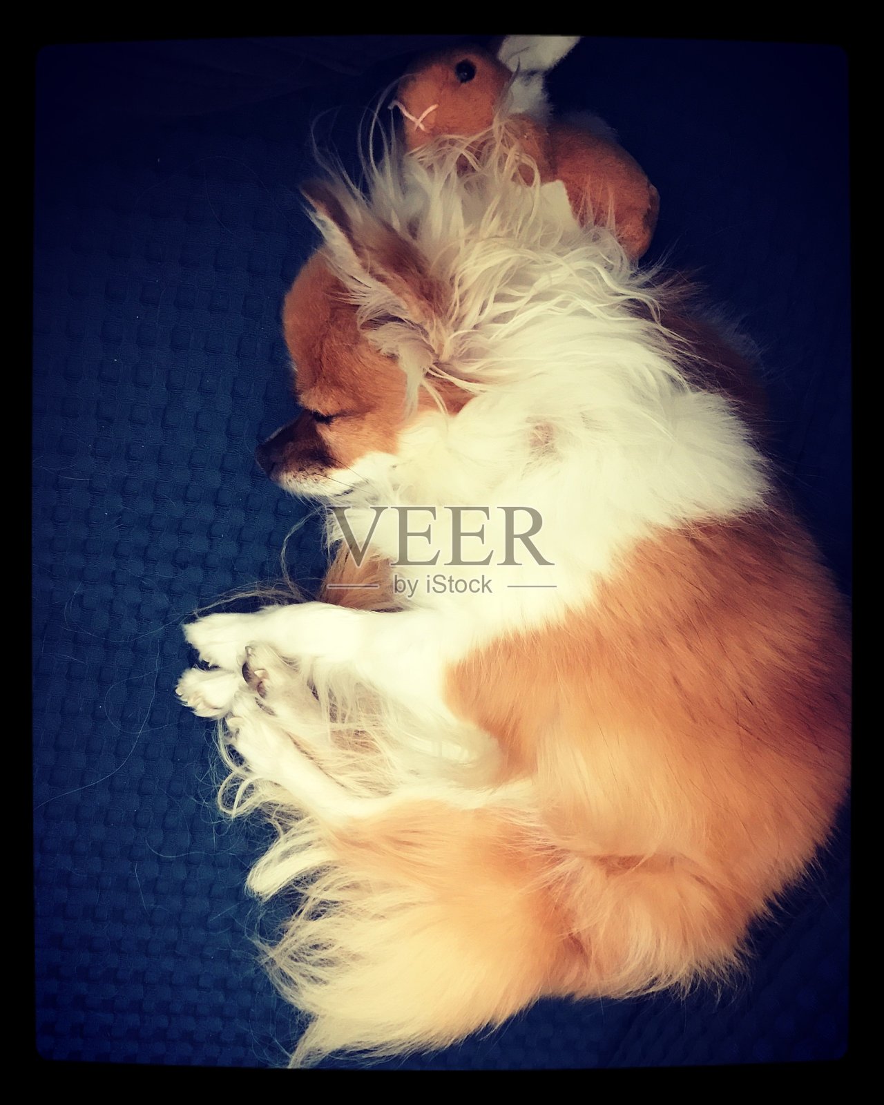 甜蜜的睡眠照片摄影图片