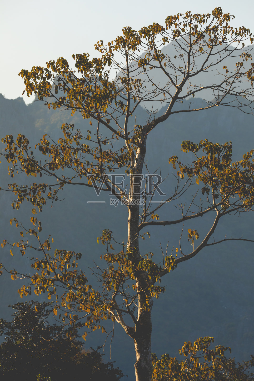 树和山，来自万荣，老挝。照片摄影图片