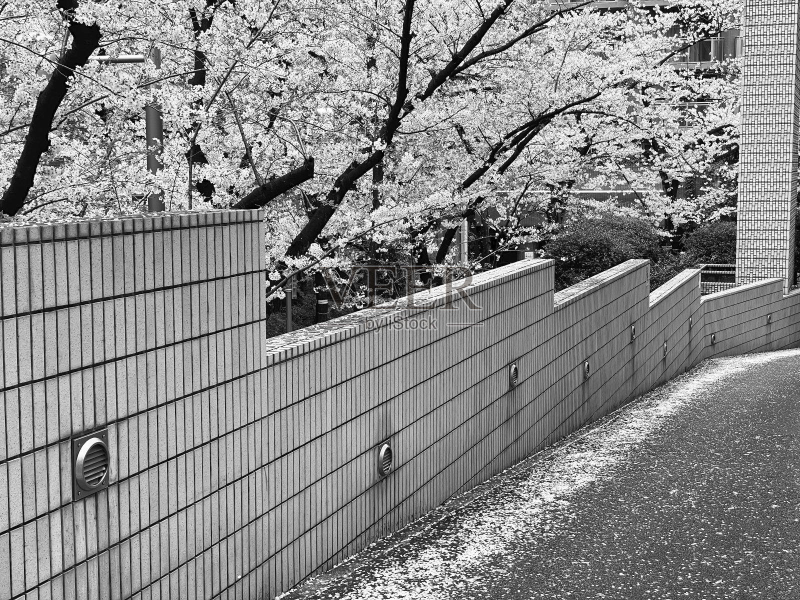 樱花在东京的城市建筑间绽放照片摄影图片