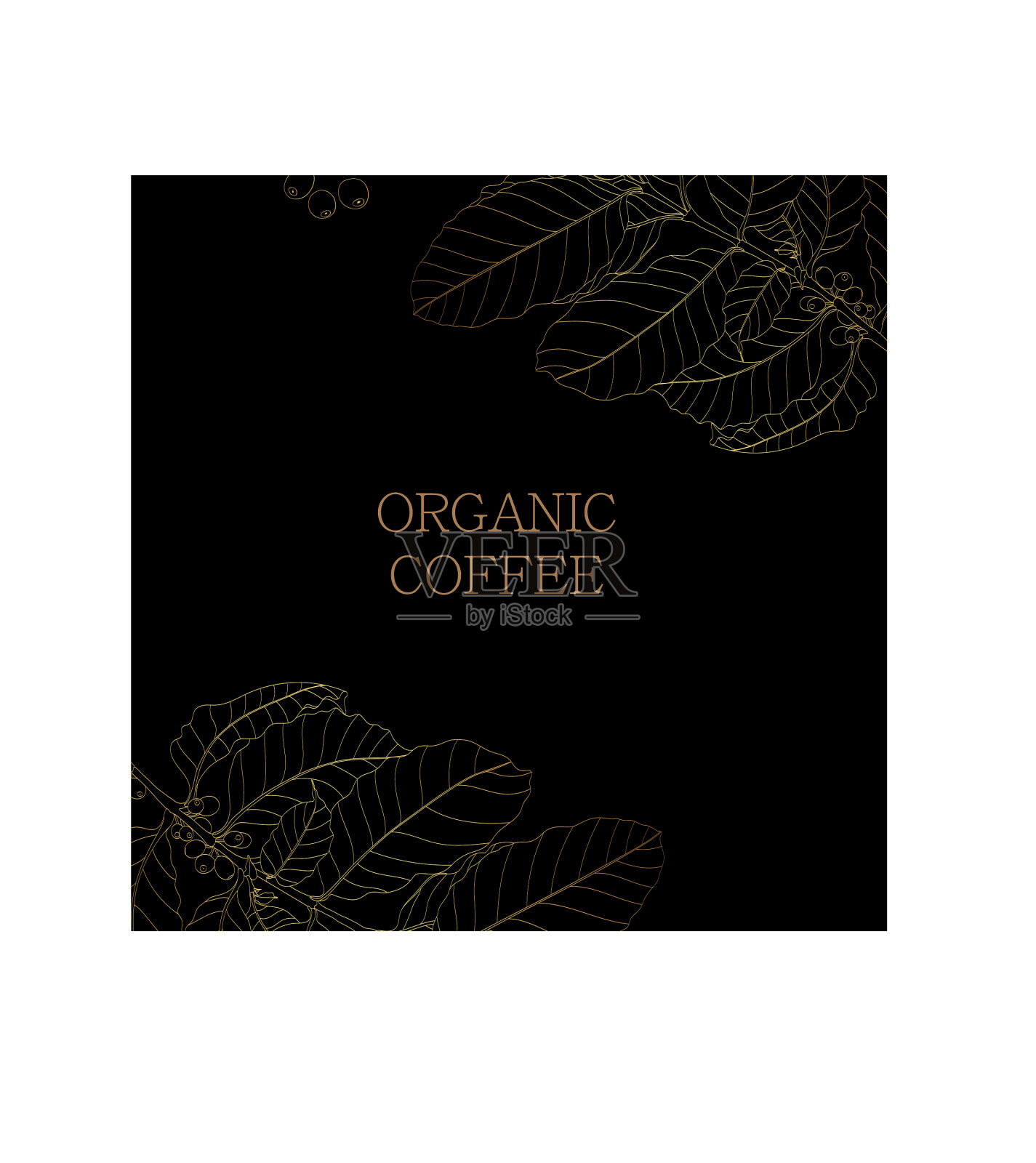 金枝咖啡树与树叶插画图片素材