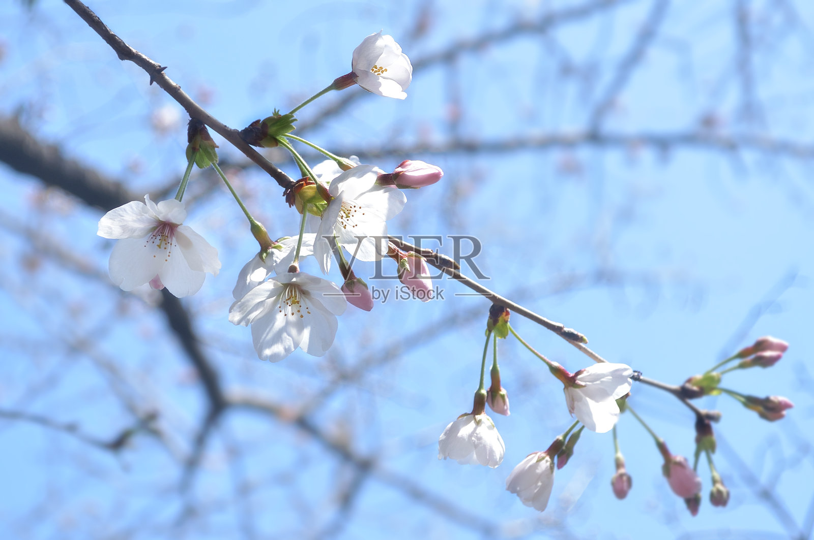 近距离的樱花照片摄影图片
