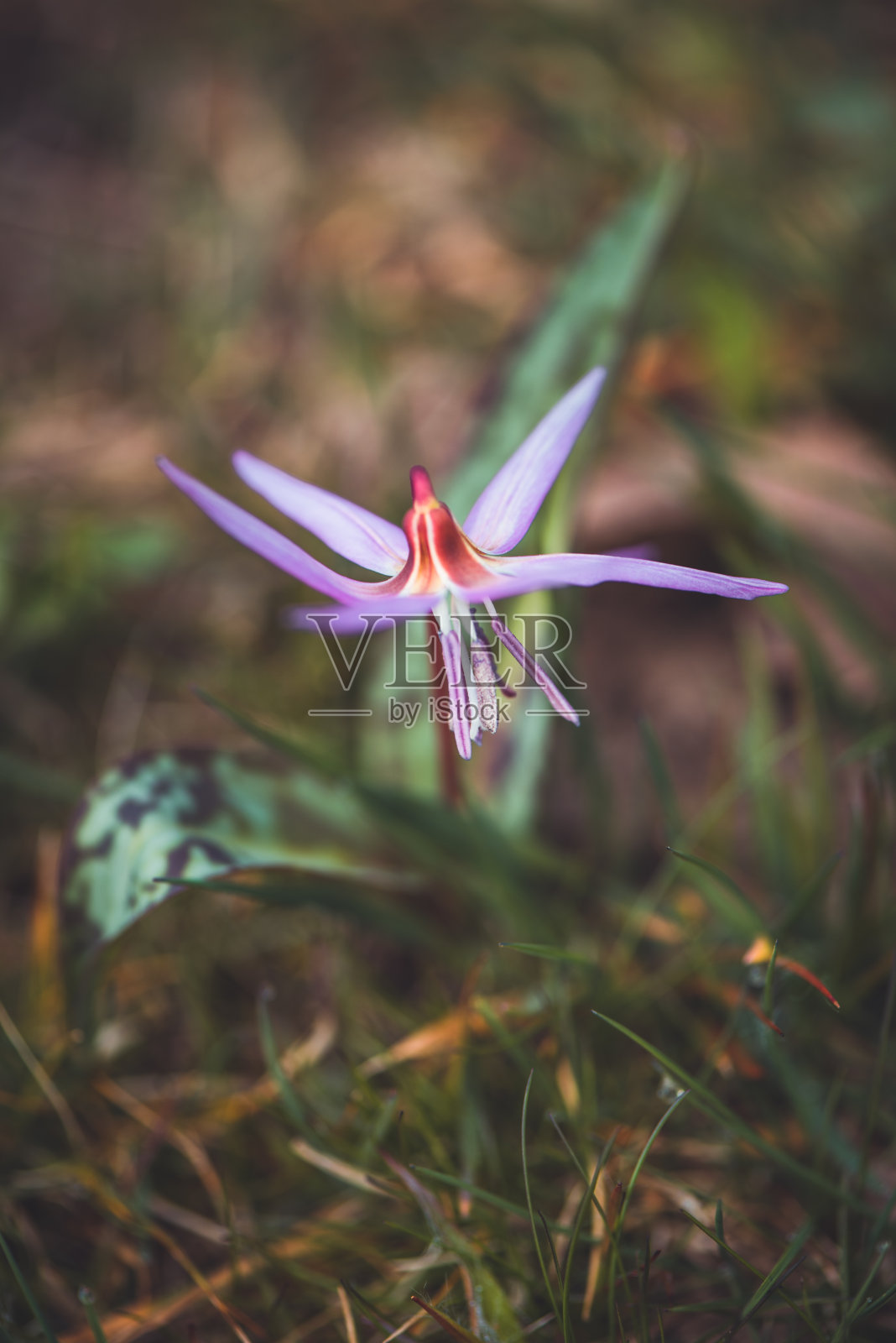 植物与花:丹参-犬-百合科的花照片摄影图片