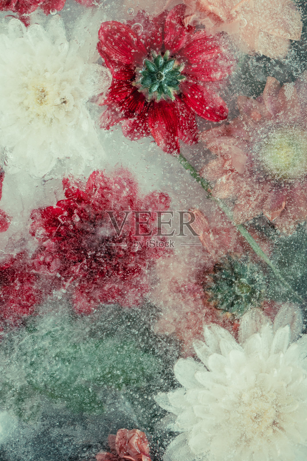 冰冻的花在冰抽象的背景照片摄影图片