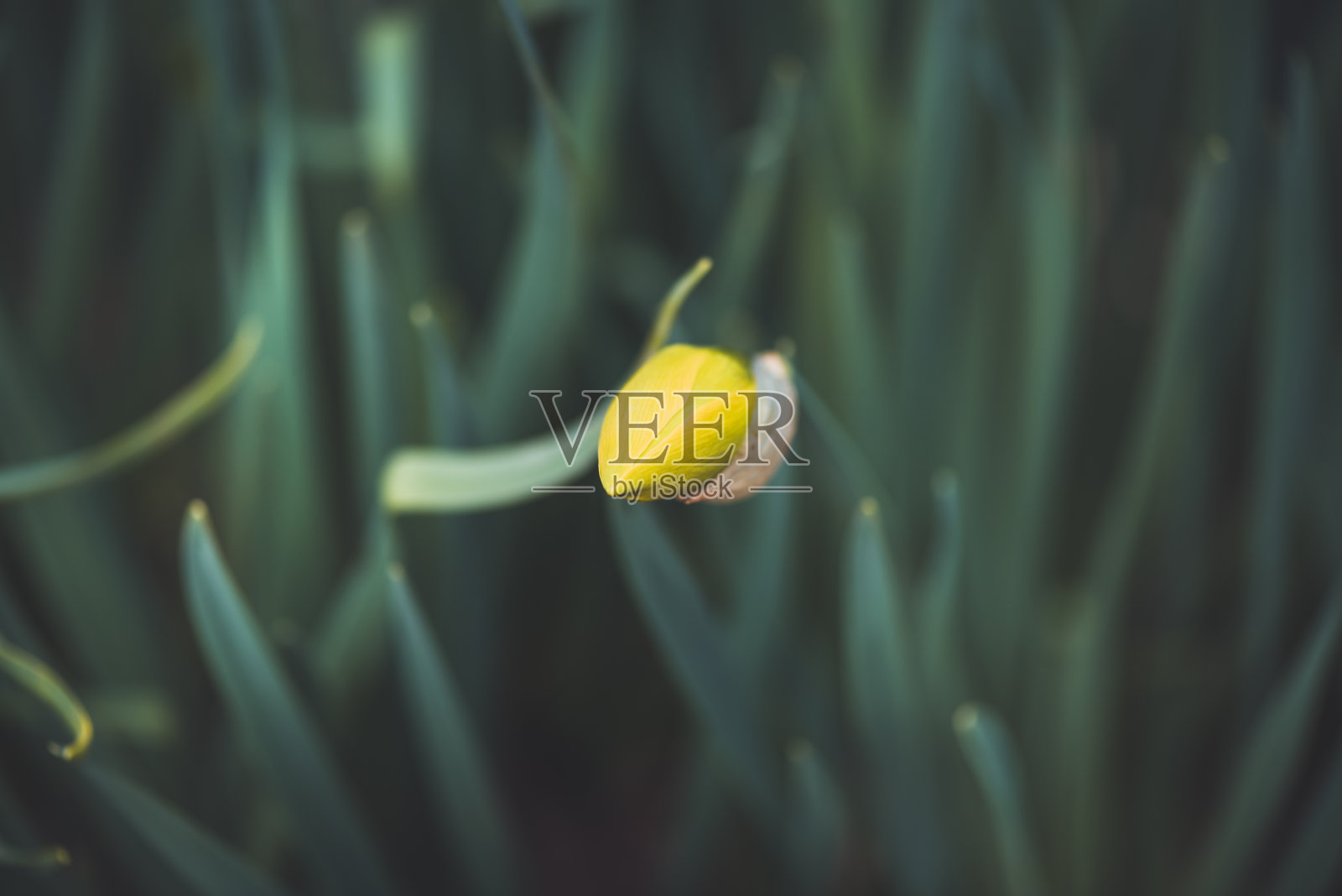 植物与花:水仙花蕾照片摄影图片
