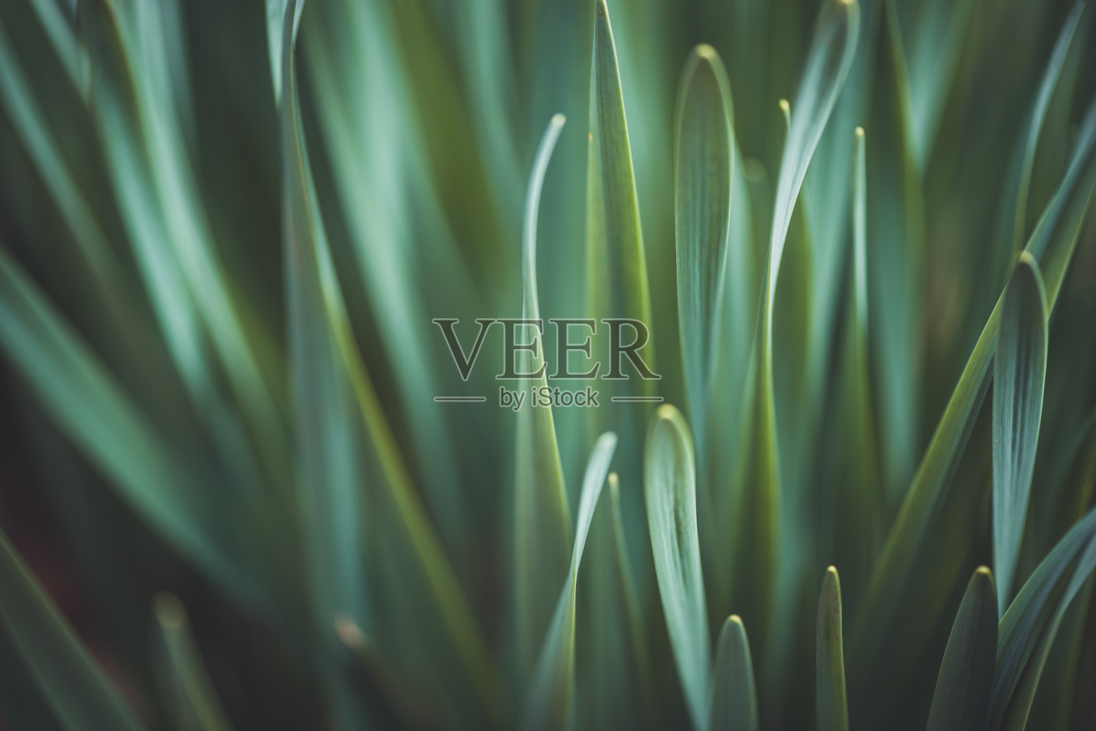 植物与花:水仙叶照片摄影图片