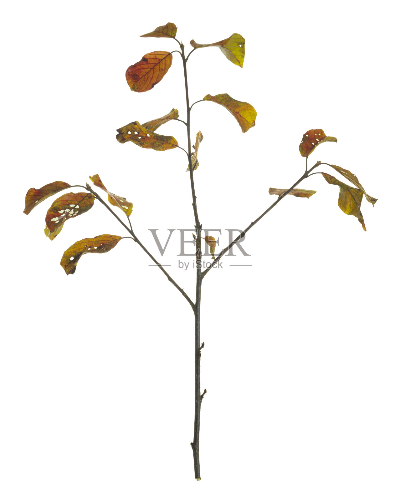 鼠李桤木，鼠李树枝在秋天的颜色孤立在白色的背景照片摄影图片